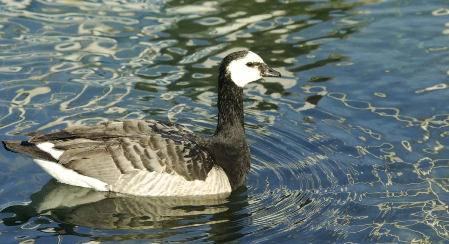 尼科西亚阿塔拉萨公园检出H5N1禽流感，当局呼吁游客远离鸟类 新闻配图