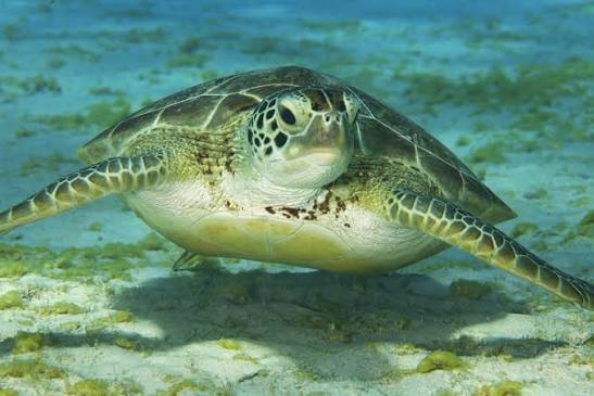 塞浦路斯海洋生物指南：哪里可以看到海龟、海豚和五彩鱼 新闻配图